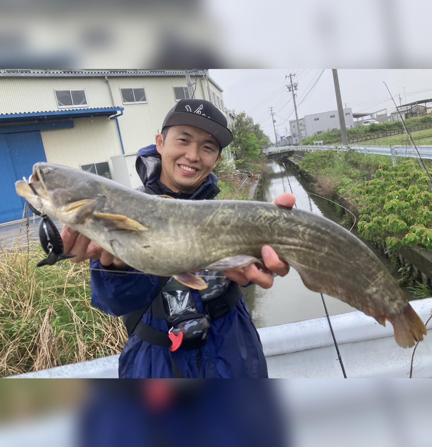 愛知県内の河川・水路でナマズ釣り
