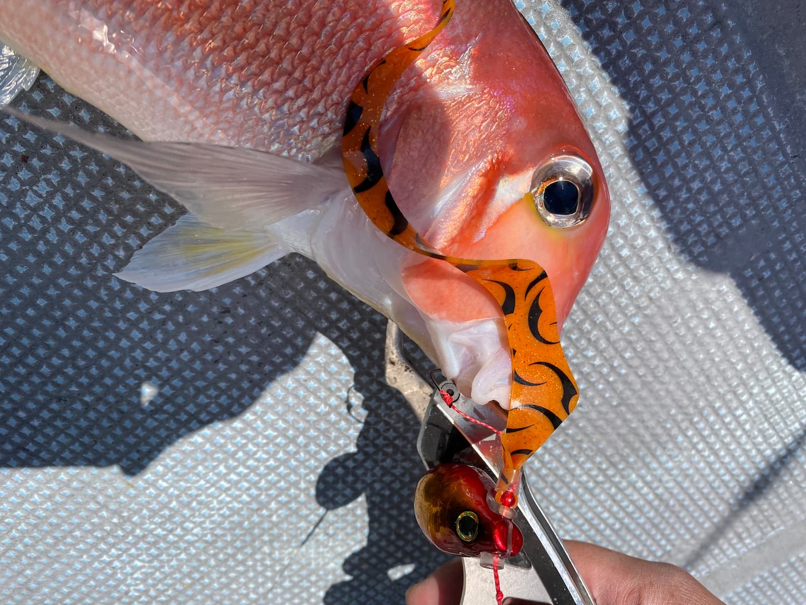 ダッチャクが刺さったアマダイ