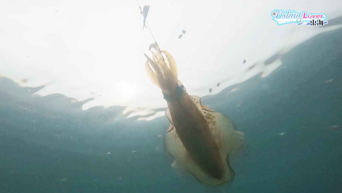 水中でヤエンが掛かっている様子