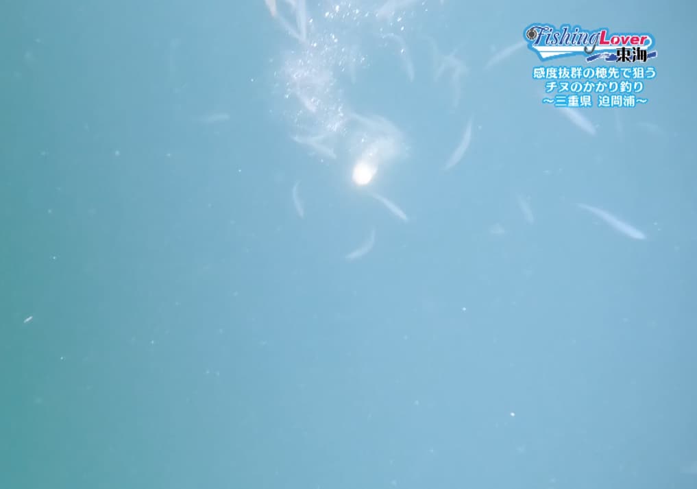 ダンゴに寄ってくる魚
