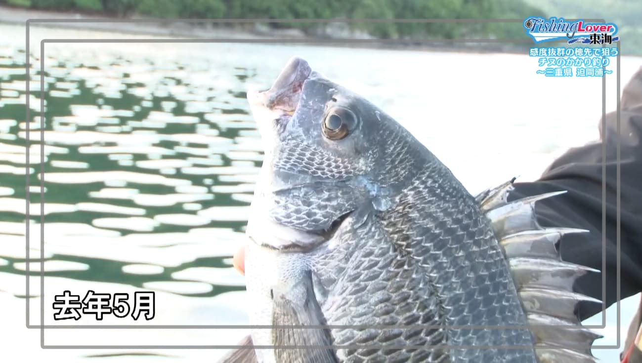 去年5月のチヌ