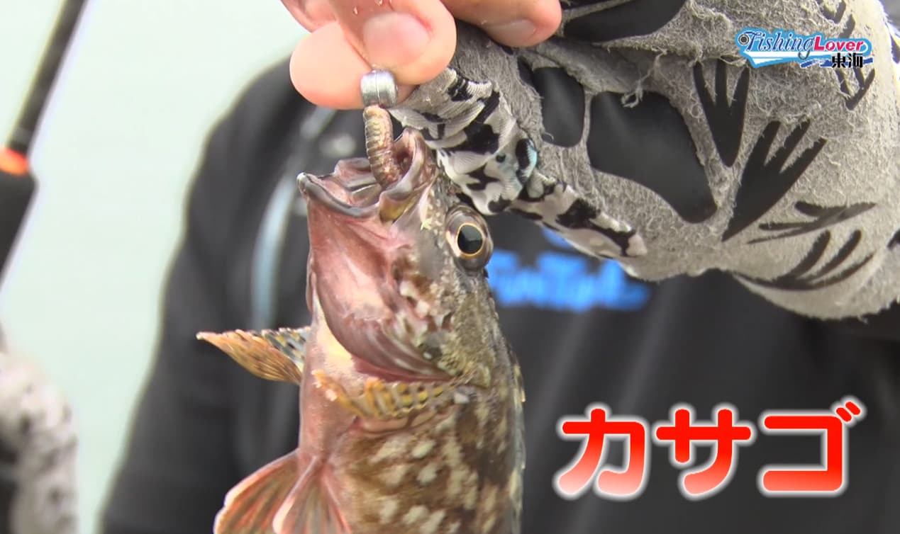 カサゴ