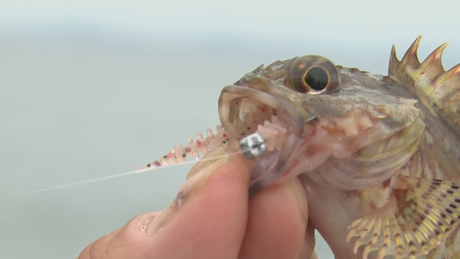カサゴ