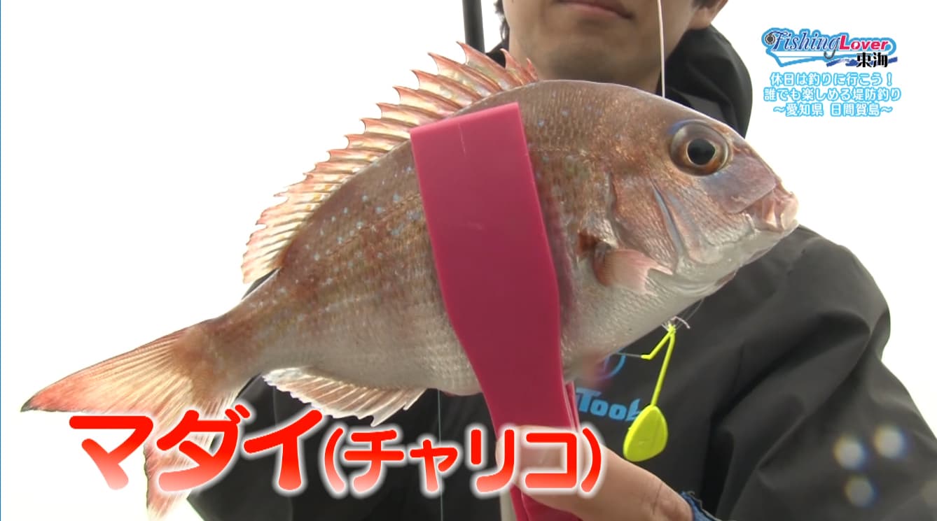 マダイ（チャリコ）
