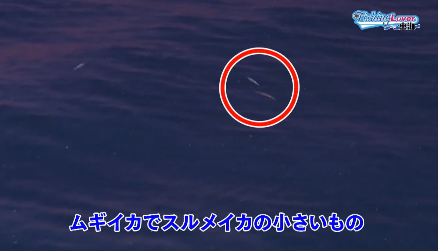 集魚灯の明かりに引き寄せられたベイト