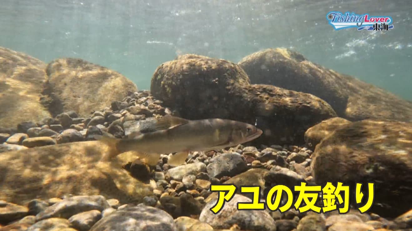 アユの友釣り