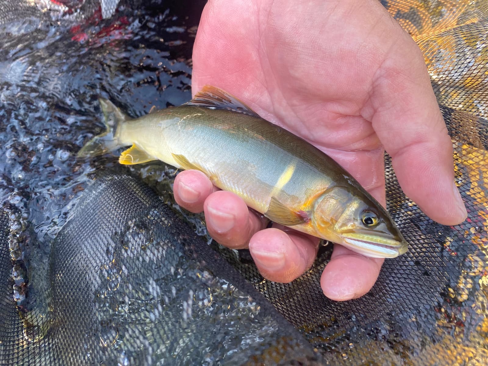 20cm超えの鮎