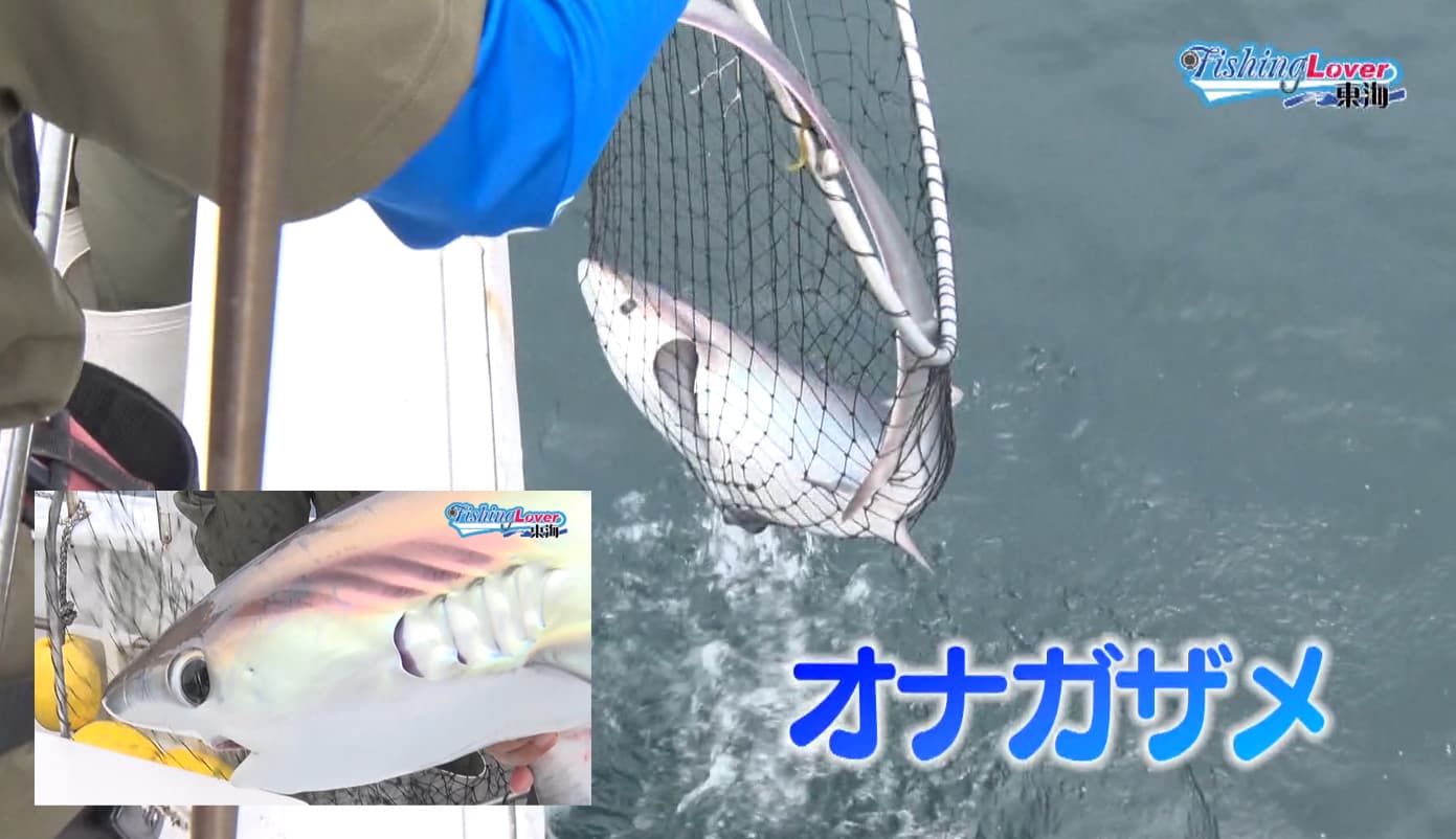 オナガザメ